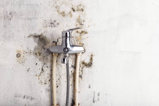 Trusted Westfield Center, OH Mold Removal Experts