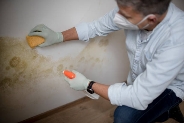 Best Toxic Mold Removal  in Westfield Center, OH