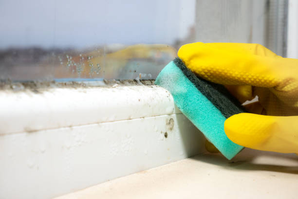 Best Professional Mold Removal  in Westfield Center, OH