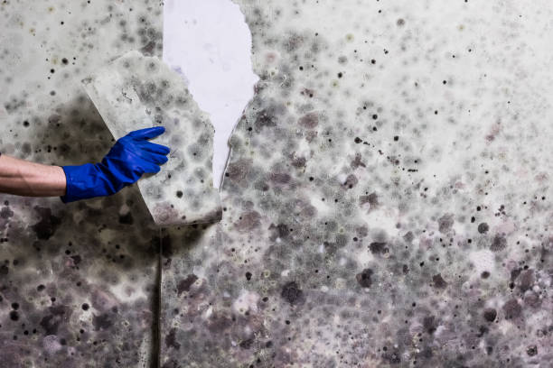 Best Toxic Mold Removal  in Westfield Center, OH